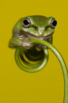 Resting-Frog