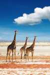 3-giraffes
