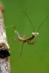 baby-mantis