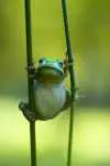 grenouille-acrobate