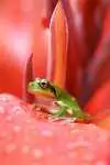 grenouille-rouge
