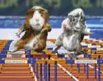 jeux-olympique-marmottes